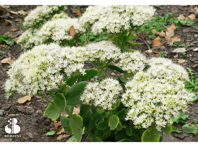 Sedum spectabile   'Stardust'